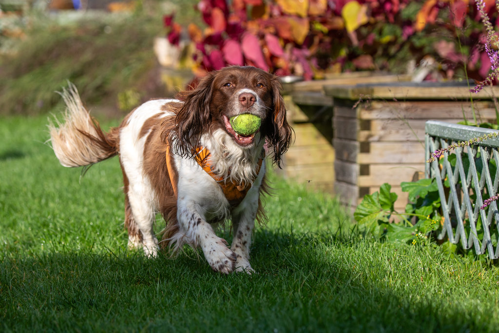 Dog with a ball in the mouth in the garden.