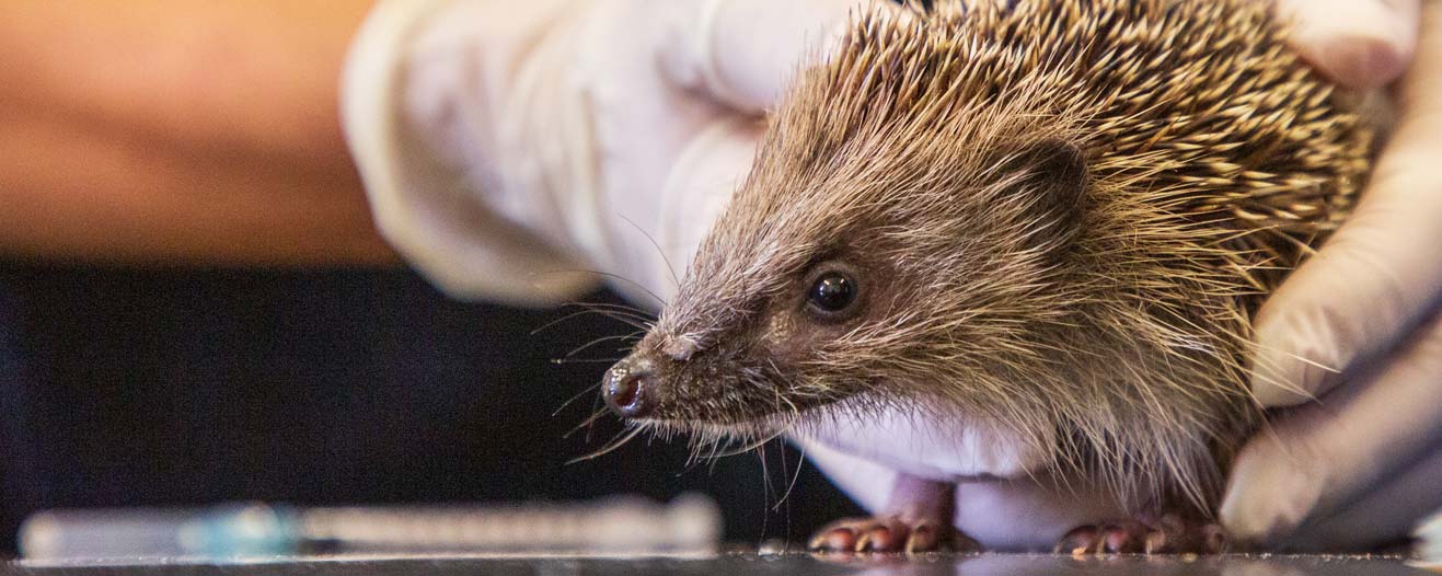A close-up of a vet examining an injured hedgehog.