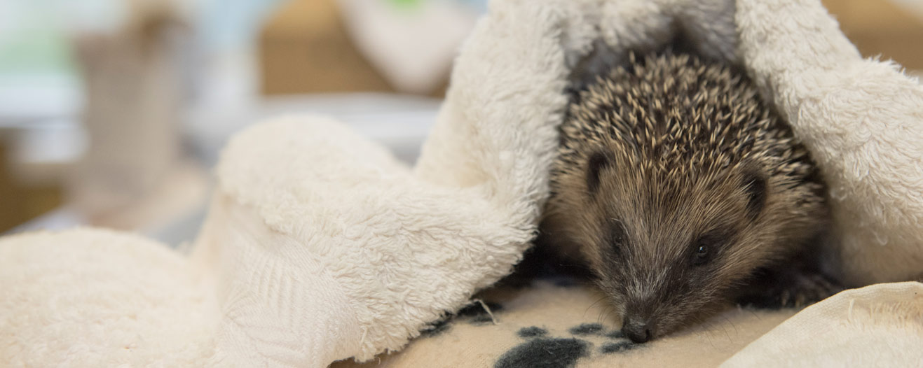A rescued hedgehog receiving care and warmth with a blanket over their body.