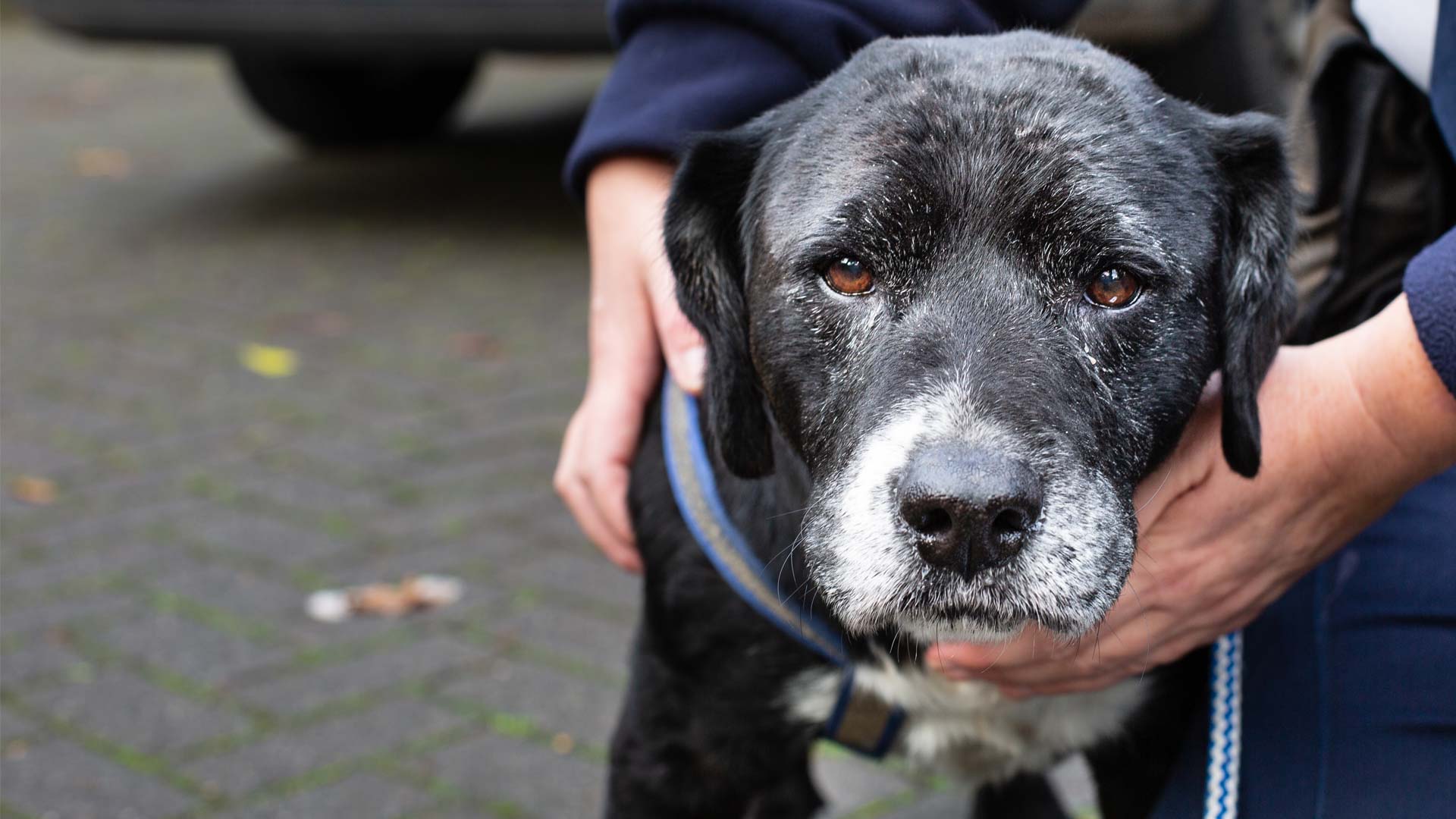 An RSPCA inspector's hands stroking a dog.