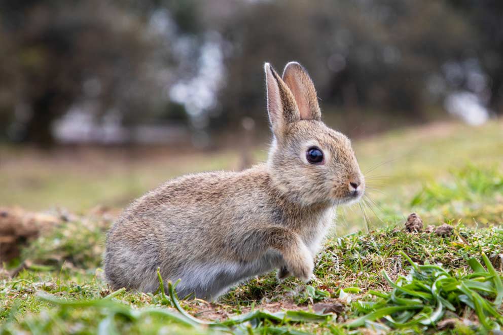 A rabbit released back into the wild exploring their new warren.