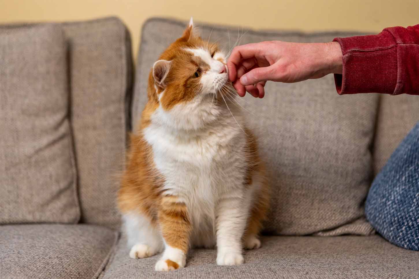 Prince, a fluffy ginger and white cat sits on a grey sofa in his new home, while his new owner strokes his face.
