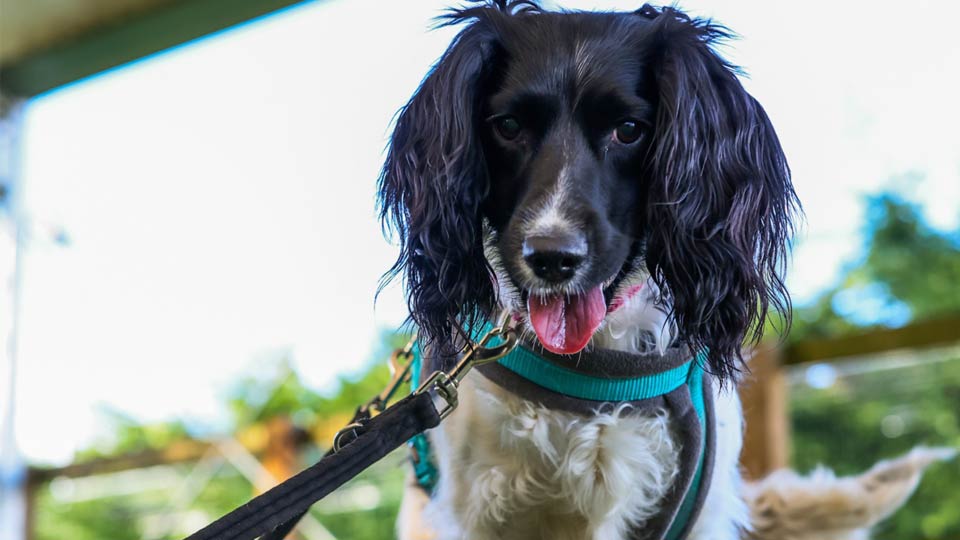 A black and white spaniel breed dog wearing a blue and black harness.