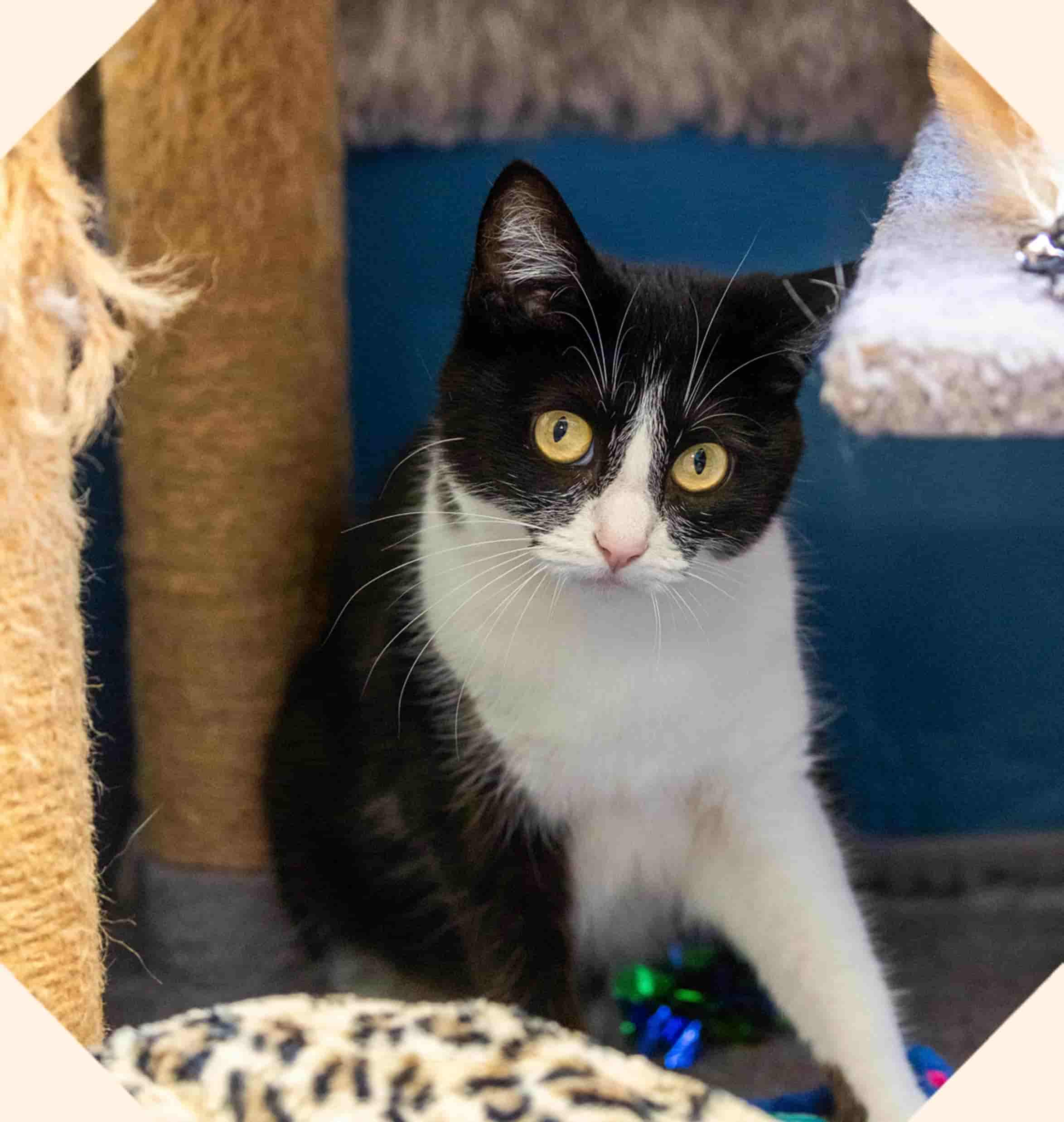 A black and white cat with bright yellow eyes called Jennipurr, sat beside a cat tree and bed.