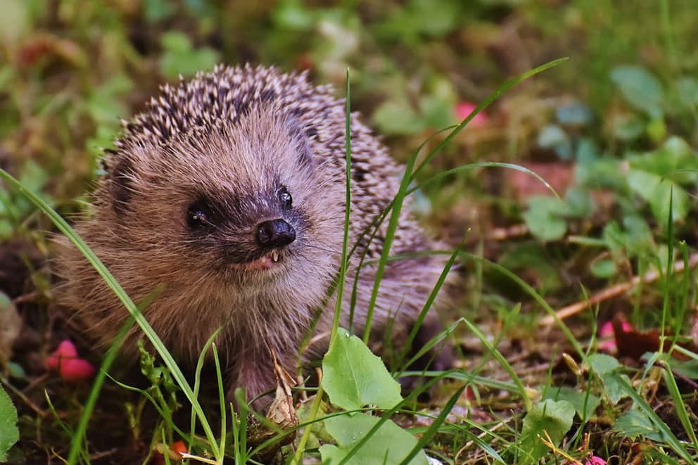A hedgehog in the grass.