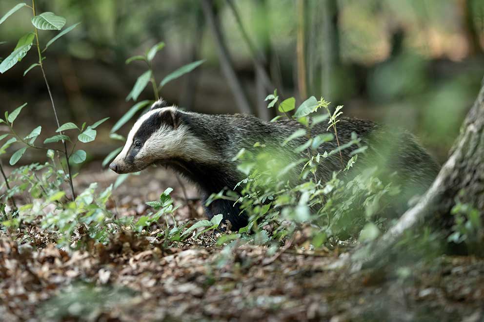 A badger walking through woodland.