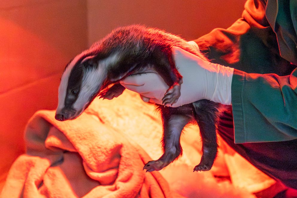 An RSPCA staff member holding a badger cub next to a heat lamp and blankets.