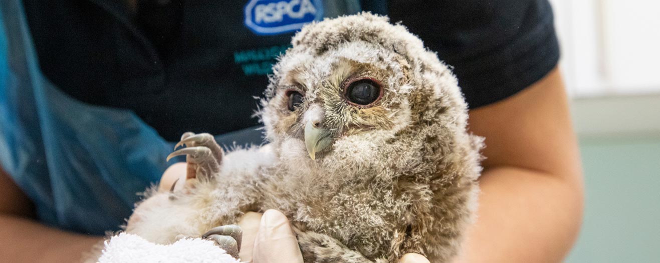 Baby owl handled by vet