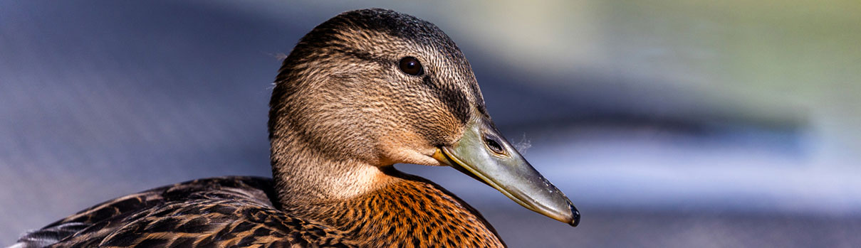 Mallard duck on water