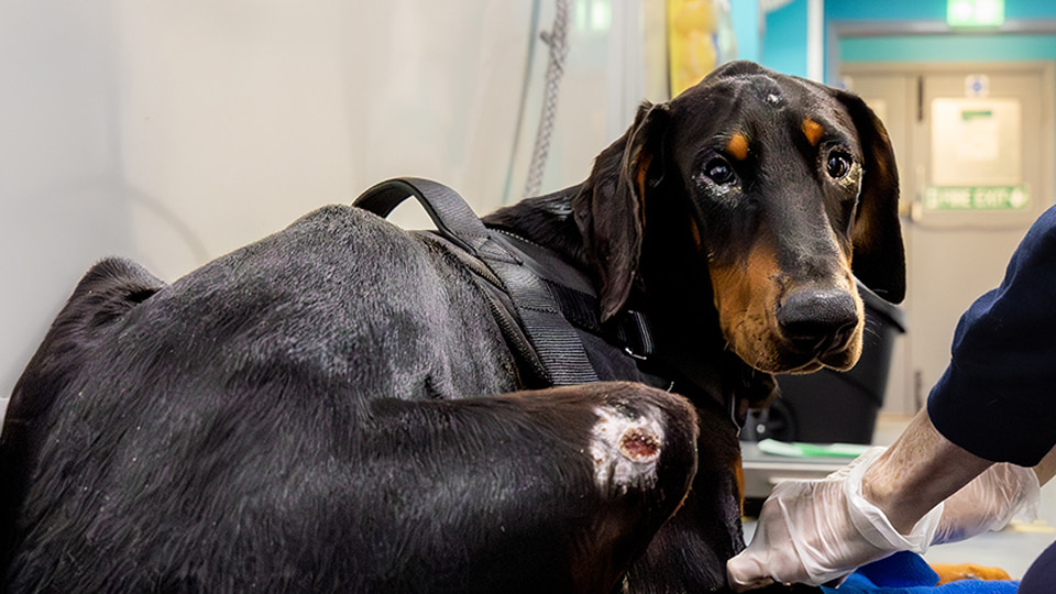 A thin Doberman dog wearing a harness looks back while a gloved vet examines a wound on their hind leg.