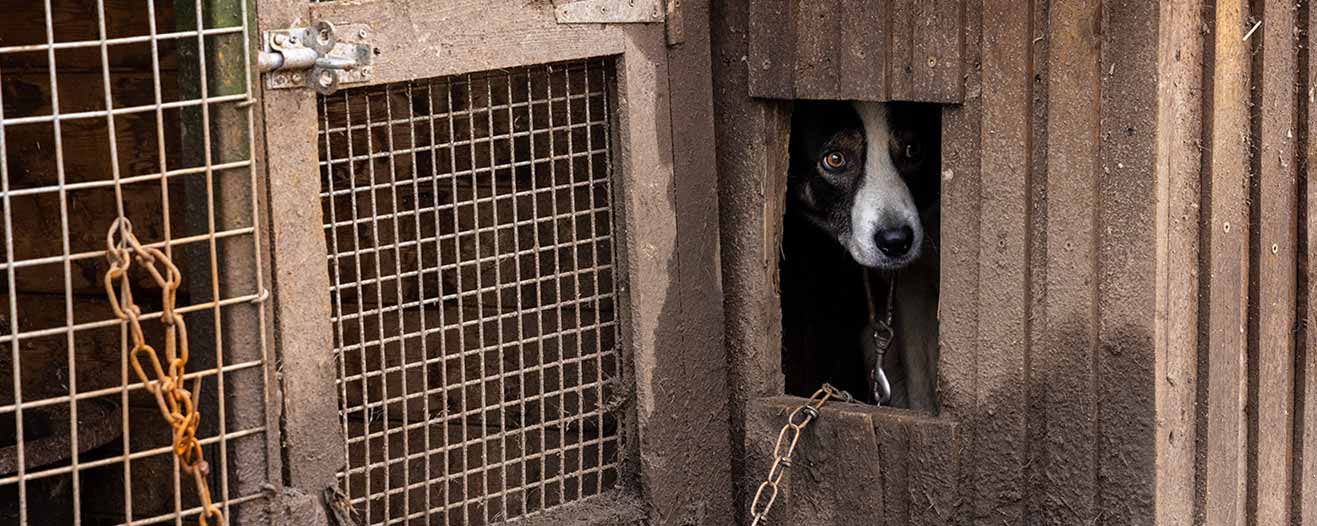 Dog looking out from inside a chained wooden kennel in muddy conditions.