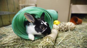 rabbit in play tunnel sniffing hay