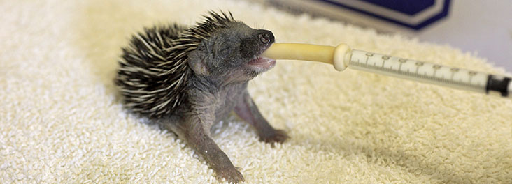 Wildlife rehabilitation - Rehabilitation centres - Orphaned animals