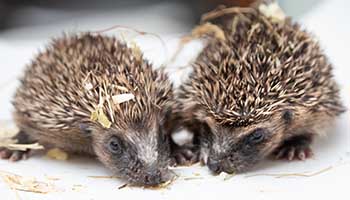 Sind barndom pedicab Baby hedgehog found alone | RSPCA