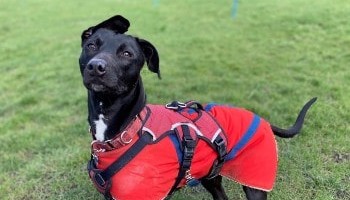 Adoptober | RSPCA