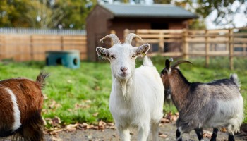 can goats eat dry dog food