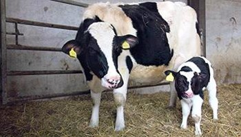 holstein cow and calf