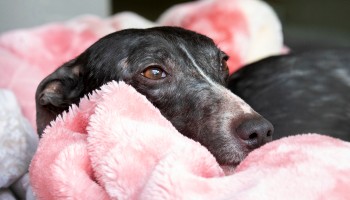 how to help a dog overcome grief