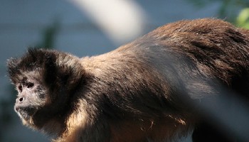 are capuchin monkeys smart