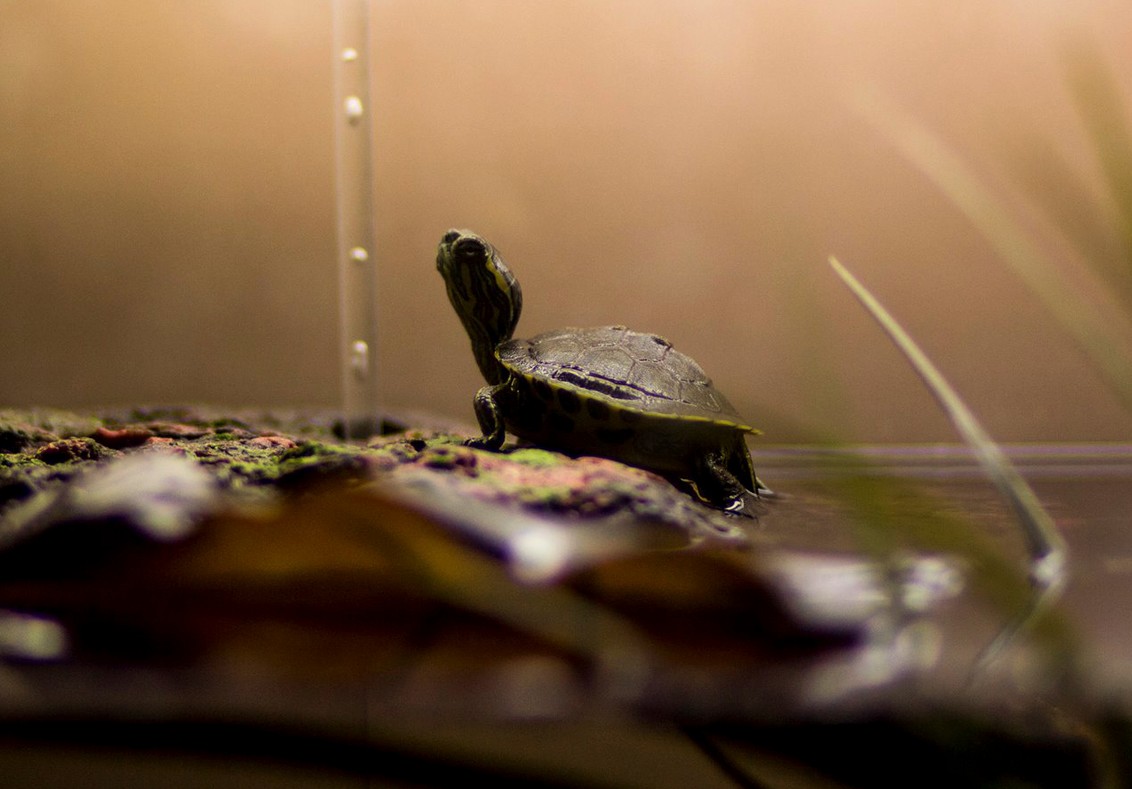 Before You Bring Home a Pet Turtle, Research Their Origins