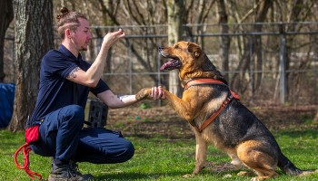 Easy way to 2024 train a puppy