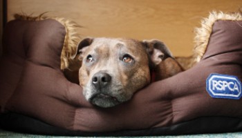 Human-size dog beds are a thing — seriously! — and you can get one on