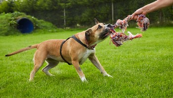 How to clean dog toys outlet safely