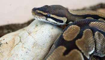 How To Care For a Royal Python