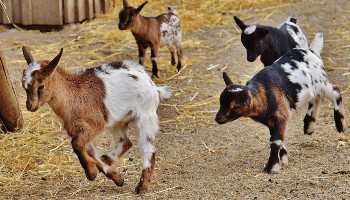 can pygmy goats live with dogs