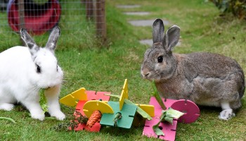 Free store rabbit toys