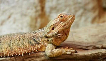 normal bearded dragon