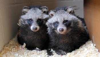 is a raccoon dog real