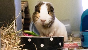 What Happens As Guinea Pigs Age?