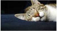 Tabby and white cat sleeping © Leigh Hyland / RSPCA Australia