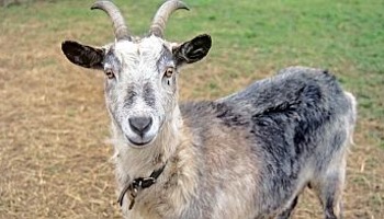 Housing & Outdoor Areas For Pet Goats