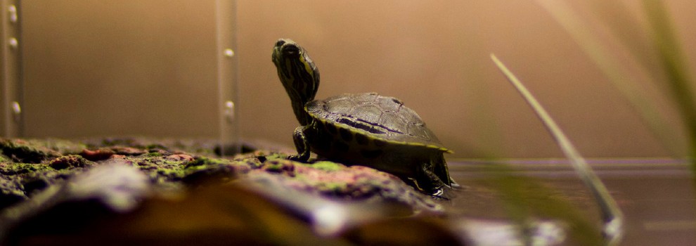 Terrapin pets hot sale at home