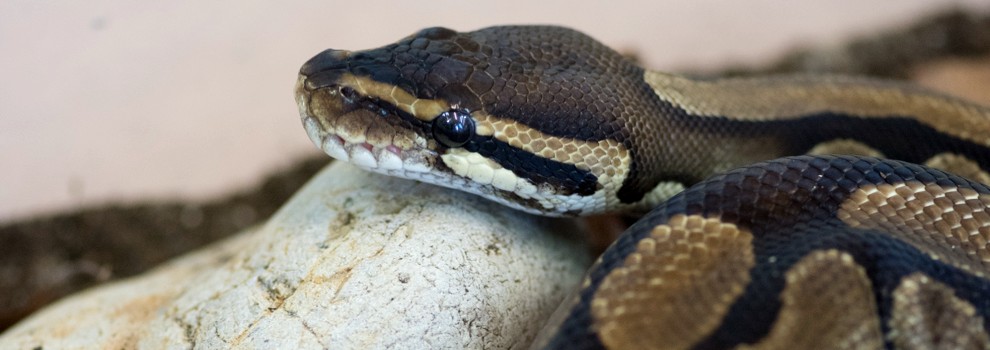 Royal (Ball) pythons as pets and what setup you need - ExoticDirect