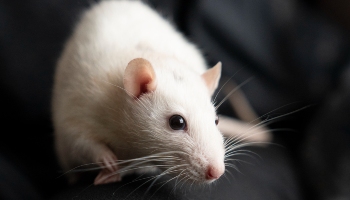 rat to human age conversion chart  Pet rats, Baby rats, Aging in humans