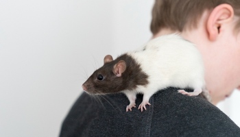 RAT definition in American English