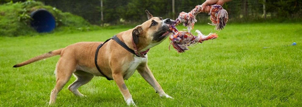 The Science of Choosing Dog Toys