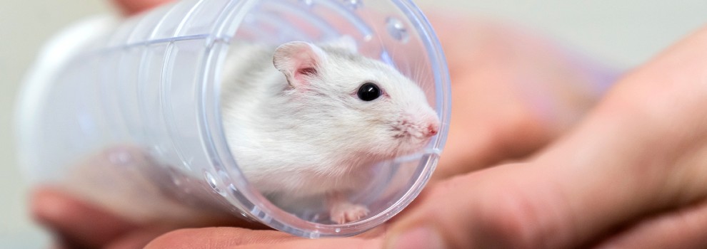 How to Tell How Old Your Hamster Is: Syrian, Dwarf, or any other