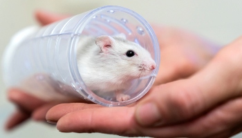 Dwarf hamsters 2024 as pets