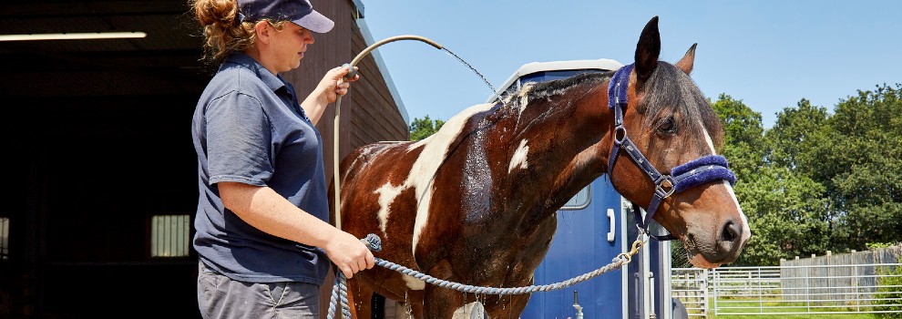 Keeping Your Horse Cool in Summer RSPCA RSPCA rspca