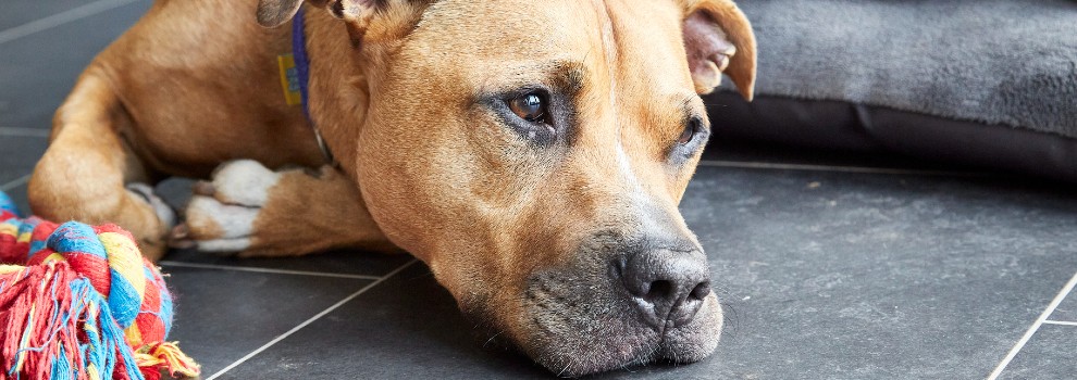 do you need a license to look after dogs in your home