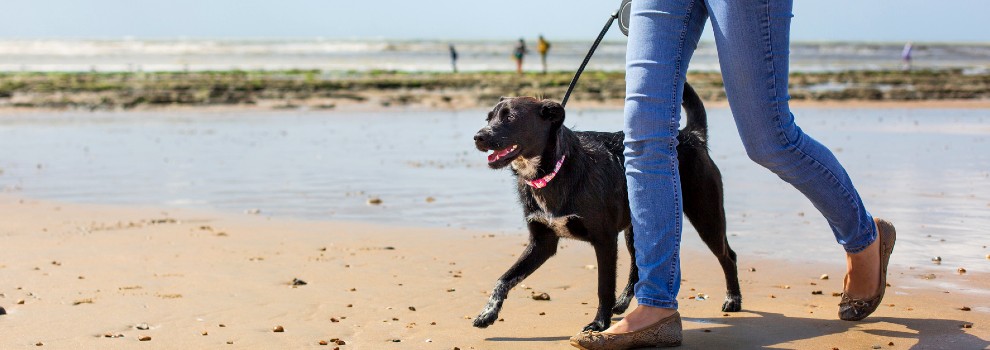 Transporting store dogs overseas