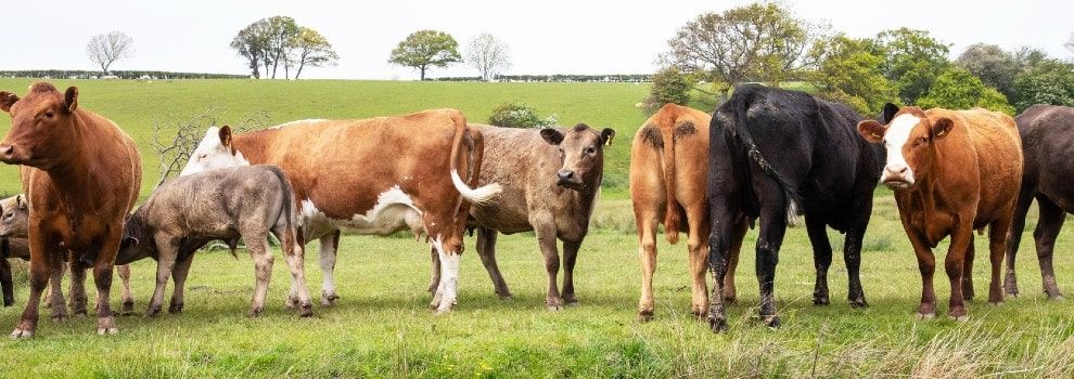 Bovine Tuberculosis - Tackling Bovine TB | RSPCA - RSPCA - Rspca.org.uk