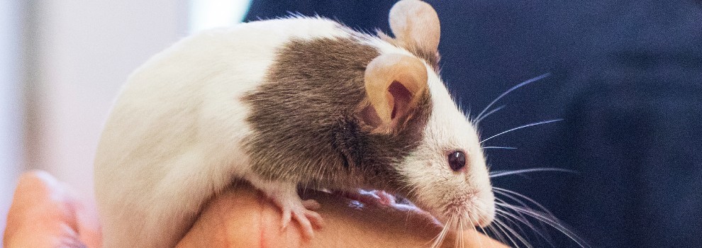 Pet Mice Lifespan & Mice Age to Human Age Chart