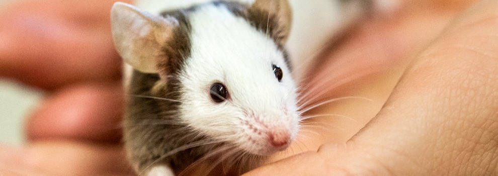 human hand holding mouse © RSPCA