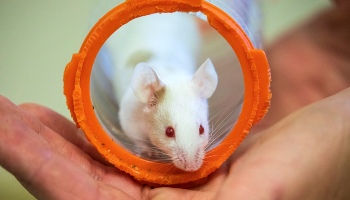 The Life Expectancy of Mice