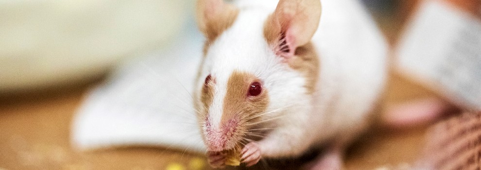 https://www.rspca.org.uk/documents/1494939/0/1173862-mouse-nibbling-banner_990x350.jpg/d5872f8f-d76c-cb96-fd34-e2229302299a?t=1648555218281